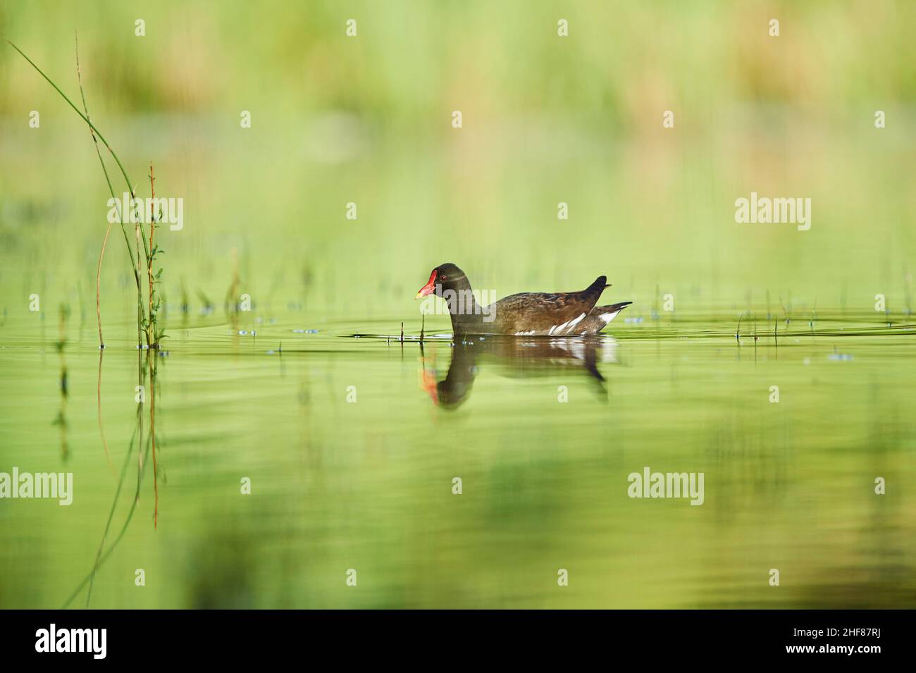 Laghetto comune (Gallinula chloropus) nuota in uno stagno, Franconia, Baviera, Germania Foto Stock