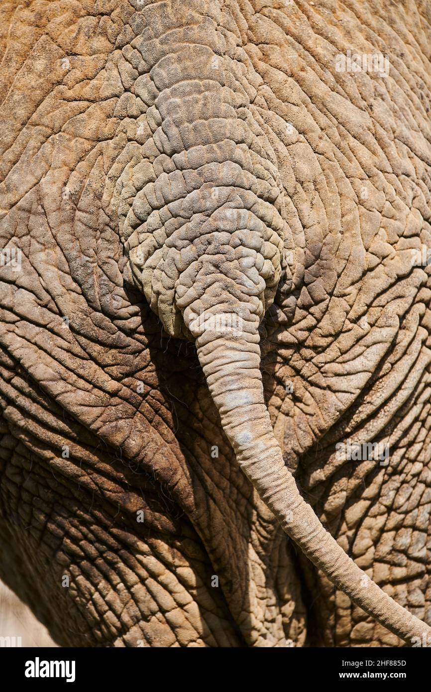 Elefante asiatico (Elephas maximus), primo piano Foto Stock