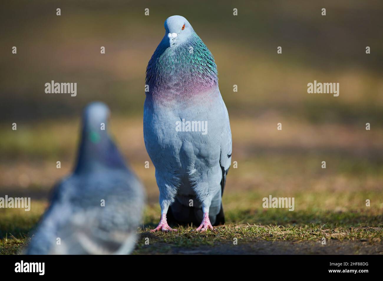 Piccioni ferrali o piccioni di città (Columba livia domestica) corteggiando in un prato, Baviera, Germania Foto Stock