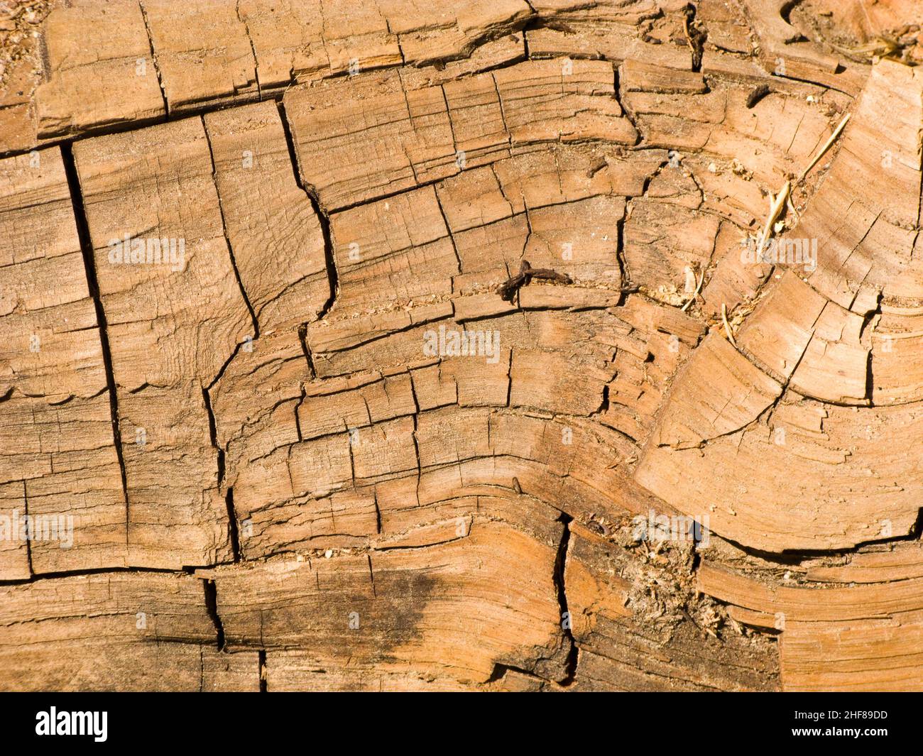 I famosi grandi alberi di sequoia si trovano nel Parco Nazionale di Sequoia, nell'area del villaggio gigante, nei grandi e famosi alberi di sequoia, negli alberi di mammmmut Foto Stock