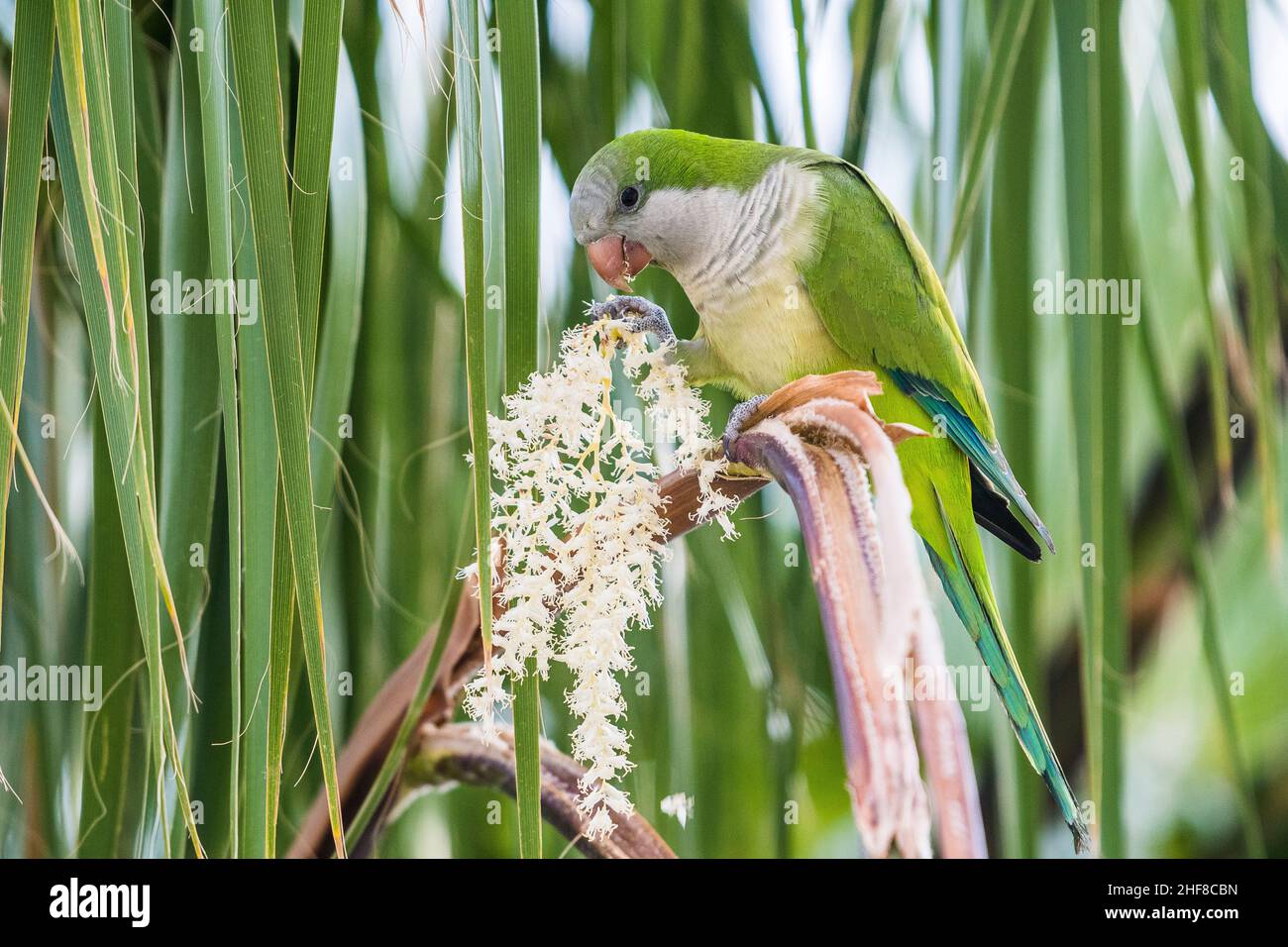 Monaco parakeet (Myiopsitta monachus), su una palma delle Isole Canarie (Phoenix canariensis). Foto Stock