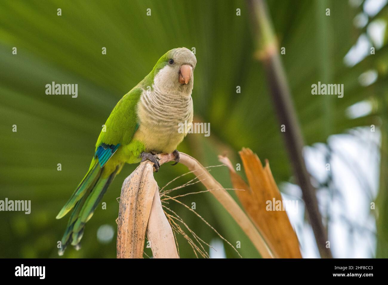 Monaco parakeet (Myiopsitta monachus), su una palma delle Isole Canarie (Phoenix canariensis). Foto Stock