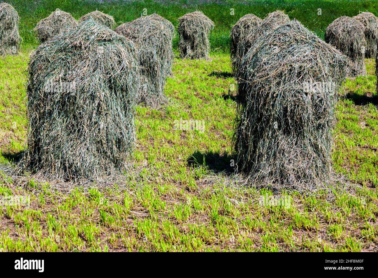 Bellissimo paesaggio nelle Alpi tirolesi, erba fresca e profumata è cucita per asciugare, sembra figure in campagna Foto Stock