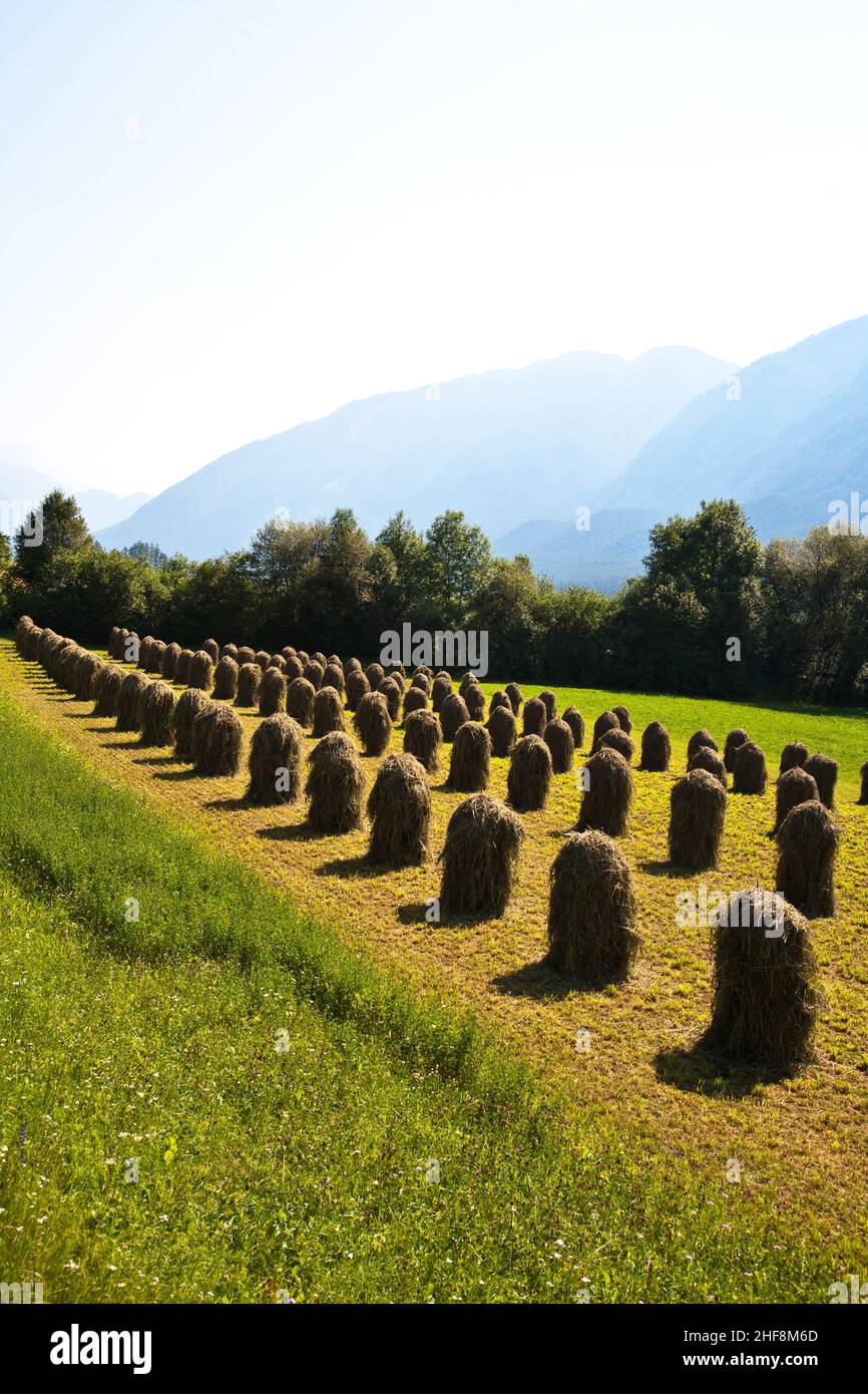Bellissimo paesaggio nelle Alpi tirolesi, erba fresca e profumata è cucita per asciugare, sembra figure in campagna Foto Stock