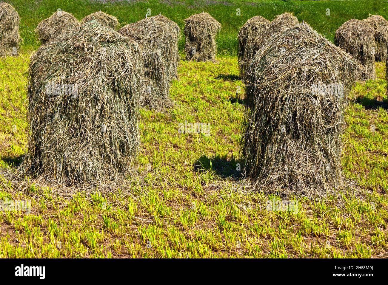 Bellissimo paesaggio nelle Alpi tirolesi, erba fresca e profumata è cucita per asciugare, sembra figure in campagna Foto Stock