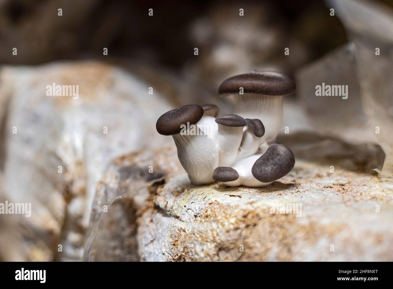 Bennett, Colorado - funghi perla neri che crescono ai funghi della Luna di zucchero. La fattoria interna coltiva una varietà di funghi in contenitori di spedizione. Loro Foto Stock