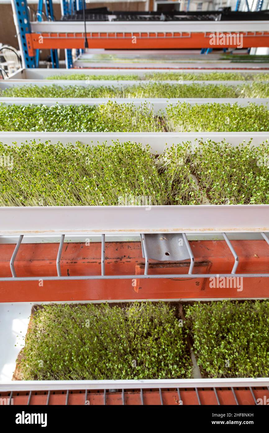 Bennett, Colorado - Emerald Gardens, una fattoria coperta, cresce microgreens in una serra solare passiva. Microgreens, piantine di ortaggi ed erbe, Foto Stock