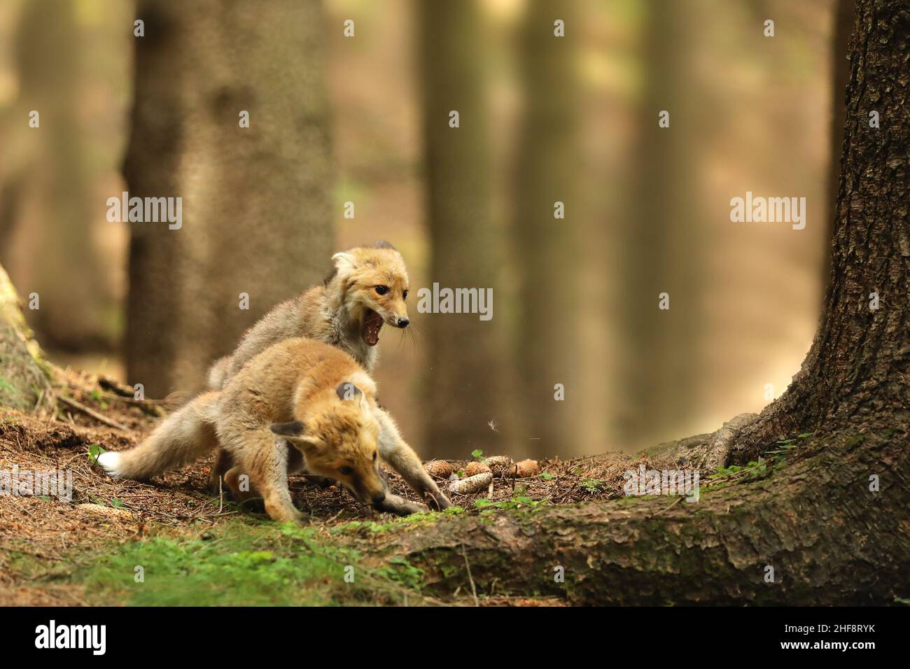 Piccoli cubetti di volpe rossa che giocano a togerher nella foresta estiva - Vulpes vulpes Foto Stock