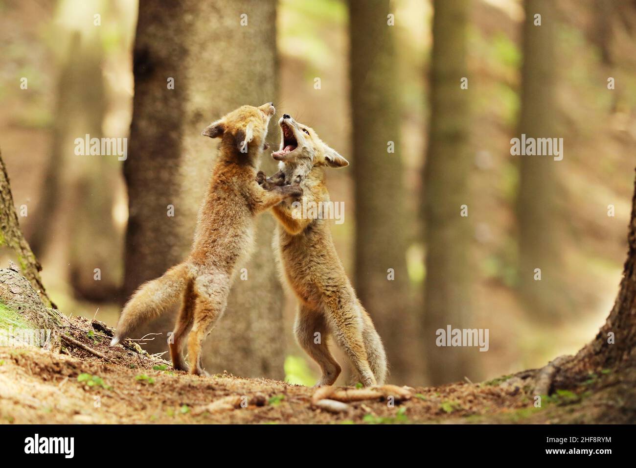 Cubi di volpe rossa cercando di combattere l'un l'altro nella foresta estiva - Vulpes vulpes Foto Stock