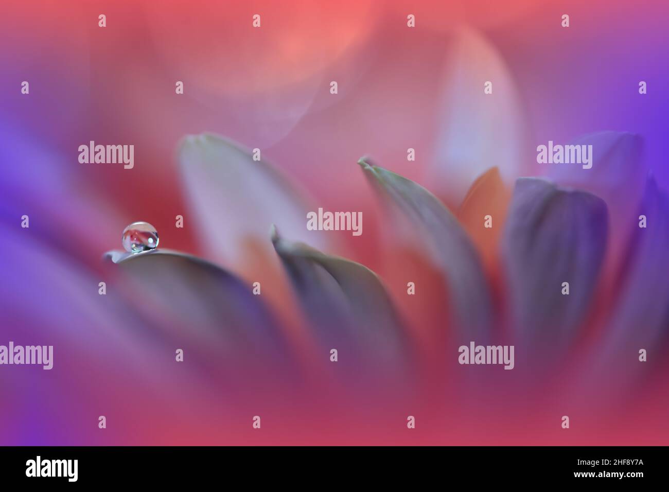 Bella macro Photo.Dream Flowers.Floral Art Design.Magic Light.Close up Photography.Conceptual Abstract Image.Violet and Red Nature background. Foto Stock