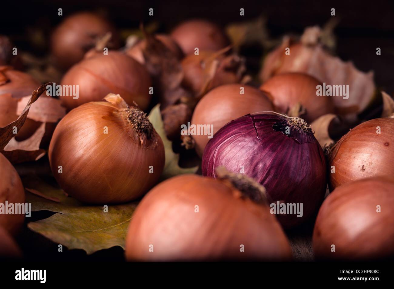 Cipolle appena raccolte di diversi tipi e dimensioni su un tavolo di legno. Foto di alta qualità Foto Stock