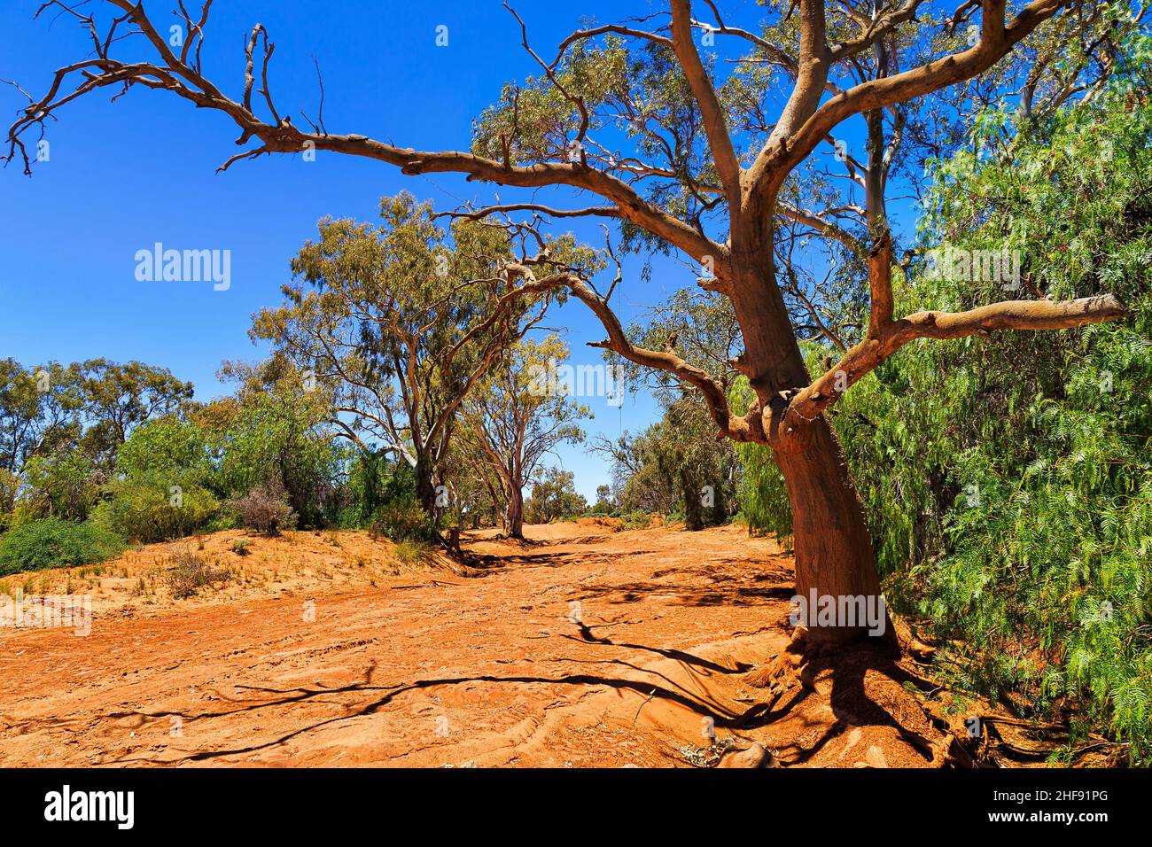 Grande albero gengivale nel torrente secco della città di Silverton in entroterra australiano e clima arido. Foto Stock