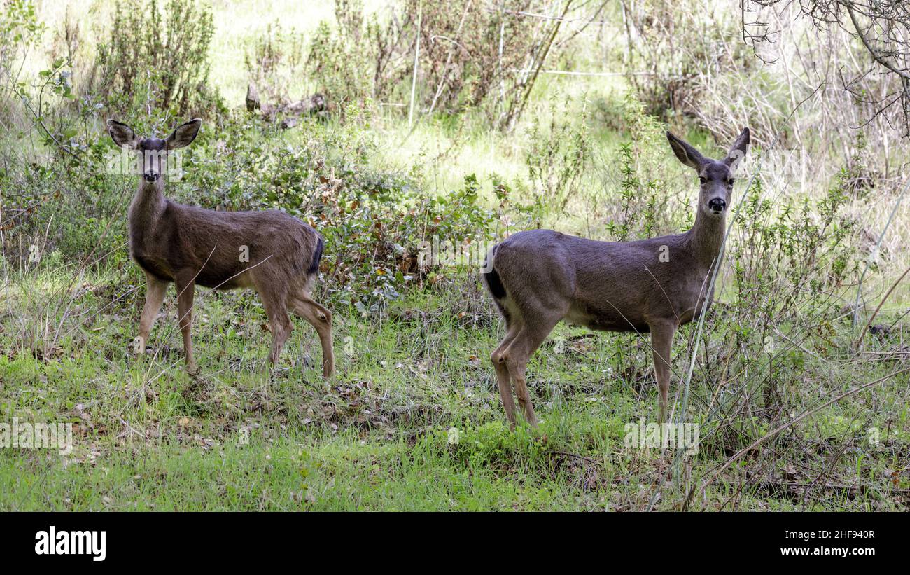 Allerta madre di cervo coda nera e fawn in collina erbosa. Foothills Park, Contea di Santa Clara, California, Stati Uniti. Foto Stock