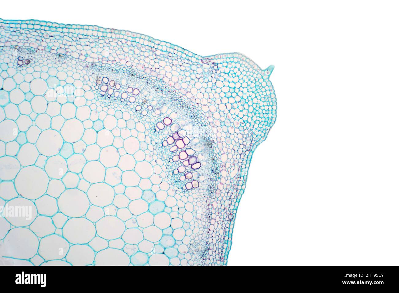 Stelo della pianta, micrografia leggera Foto Stock