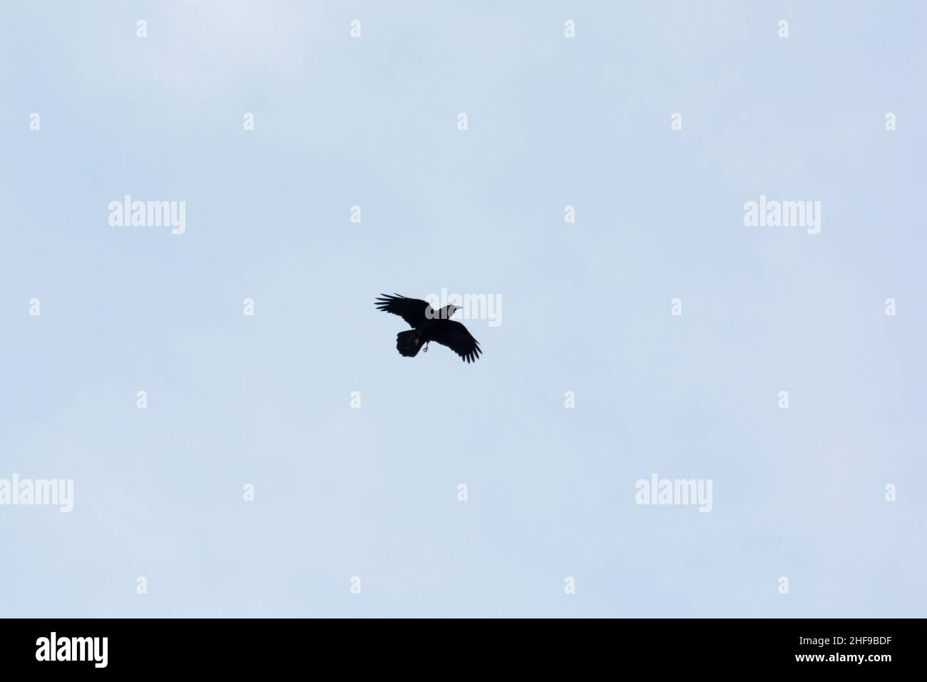Raven comune che vola sulla costa settentrionale dell'isola di la Gomera nelle Isole Canarie. Foto Stock