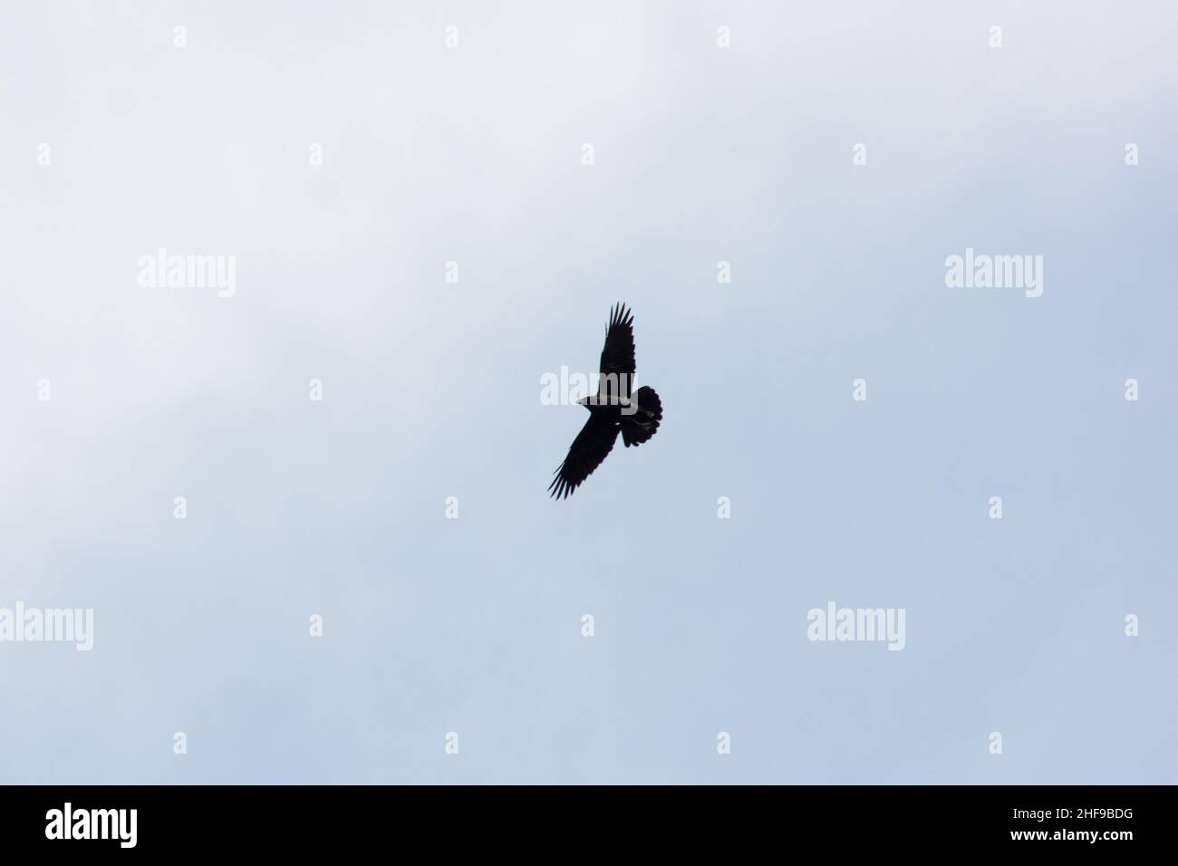 Raven comune che vola sulla costa settentrionale dell'isola di la Gomera nelle Isole Canarie. Foto Stock