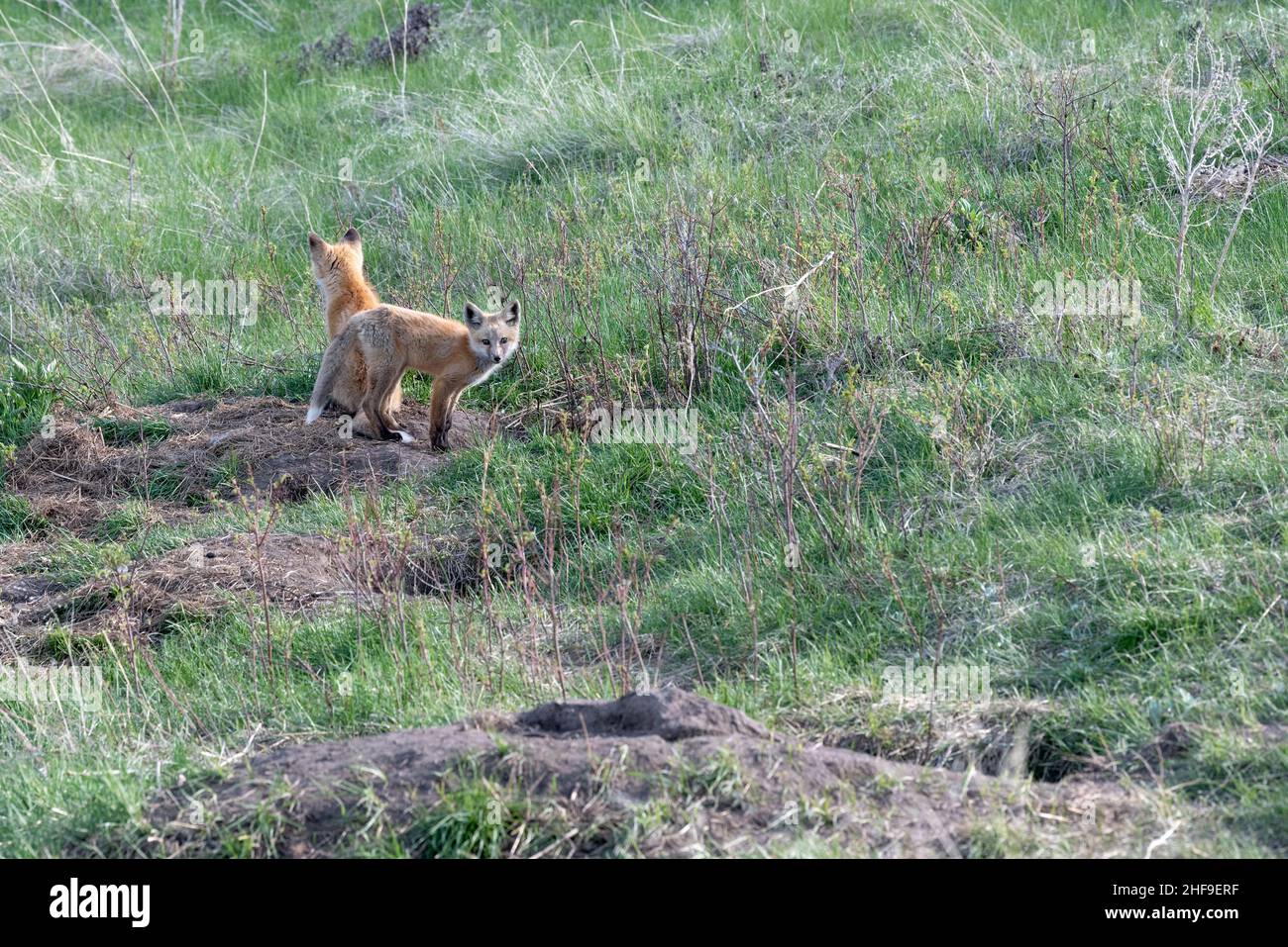 Fox kits, Iwetemlaykin state Heritage Site, Wallowa Valley, Oregon. Foto Stock