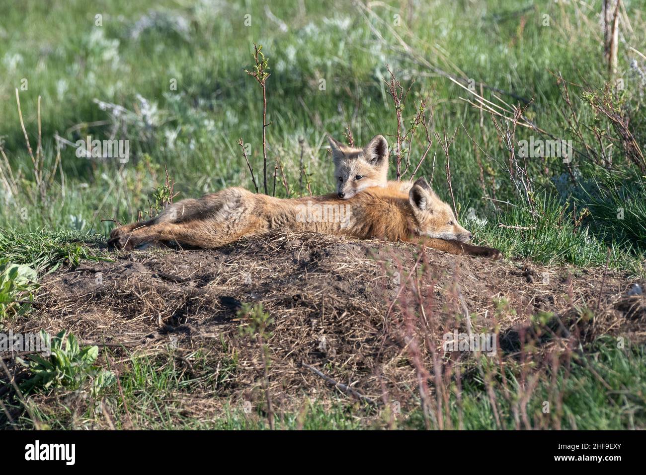 Fox kits, Iwetemlaykin state Heritage Site, Wallowa Valley, Oregon. Foto Stock