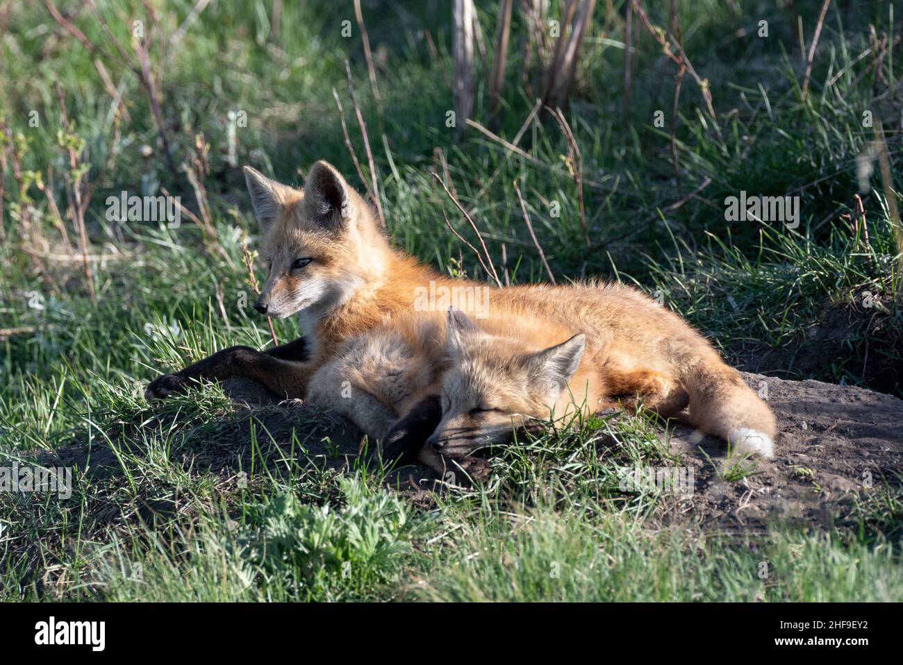 Fox kits, Iwetemlaykin state Heritage Site, Wallowa Valley, Oregon. Foto Stock