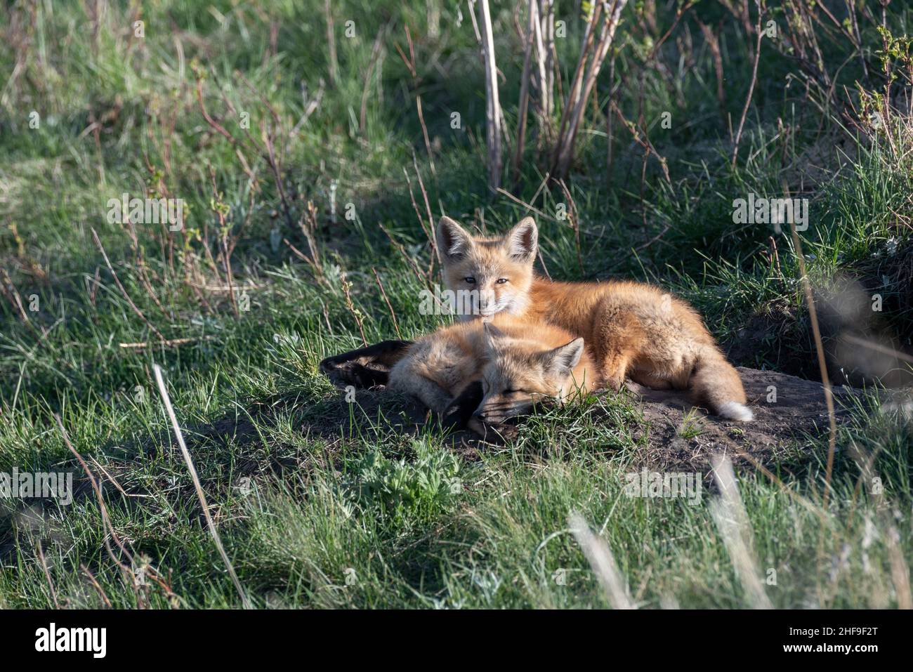 Fox kits, Iwetemlaykin state Heritage Site, Wallowa Valley, Oregon. Foto Stock