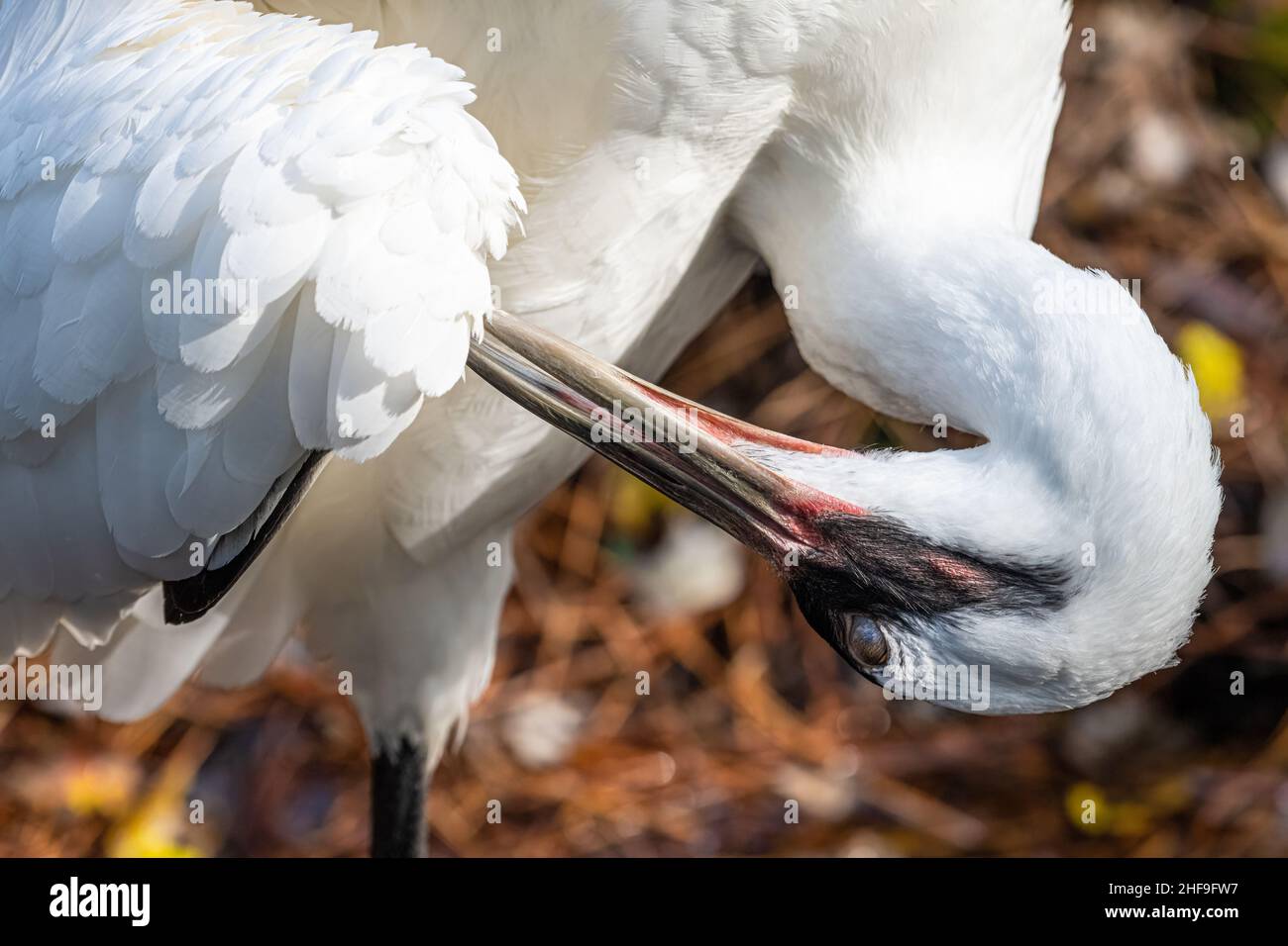 Gru whooping (Grus americana), una specie in via di estinzione e il più alto degli uccelli nordamericani, allo Zoo di Jacksonville, in Florida. (USA) Foto Stock