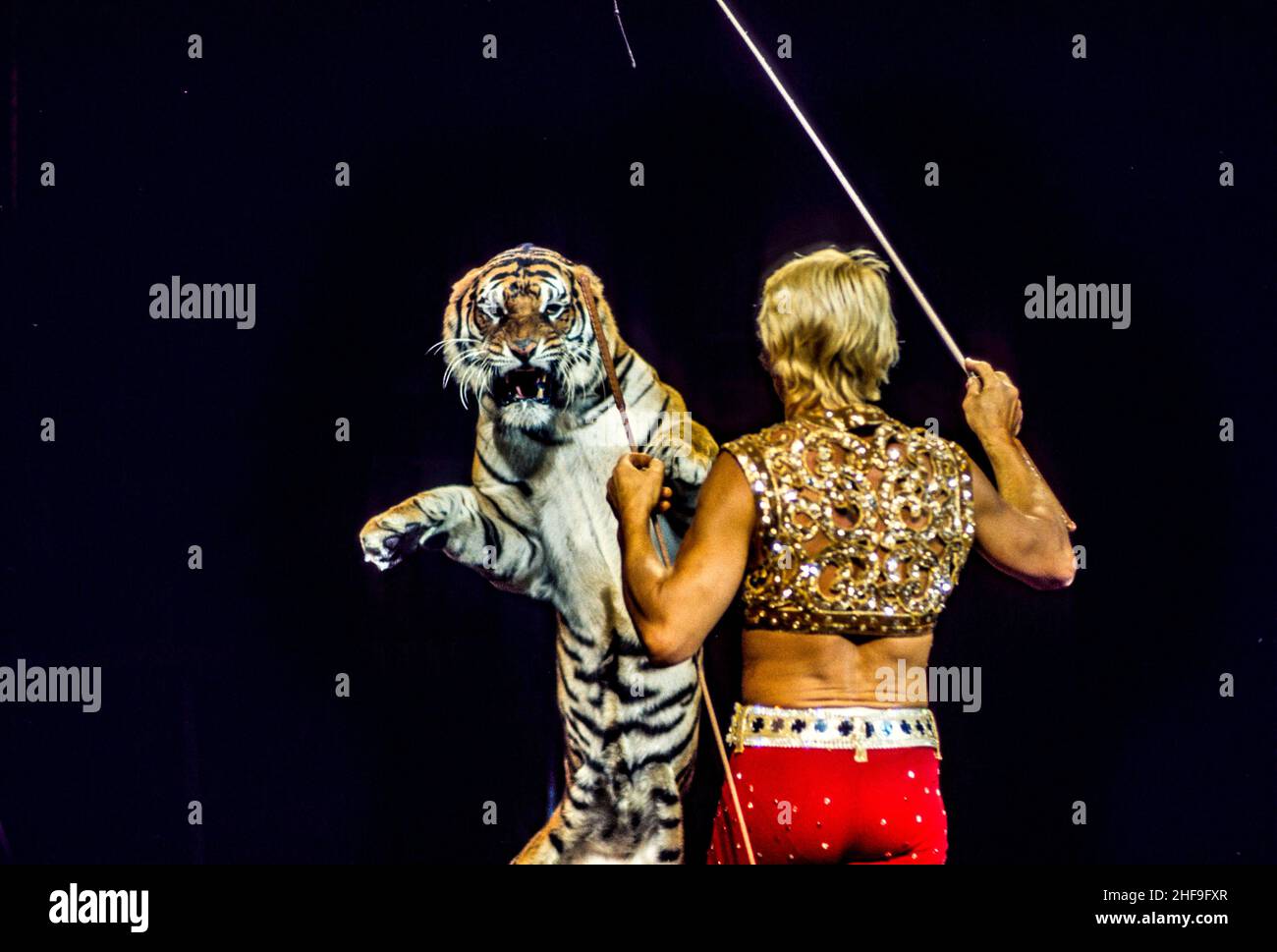 Un'esibizione in costume da circo ondeggia la sua frusta a una tigre  durante un grande evento di punta ad Anaheim, California Foto stock - Alamy