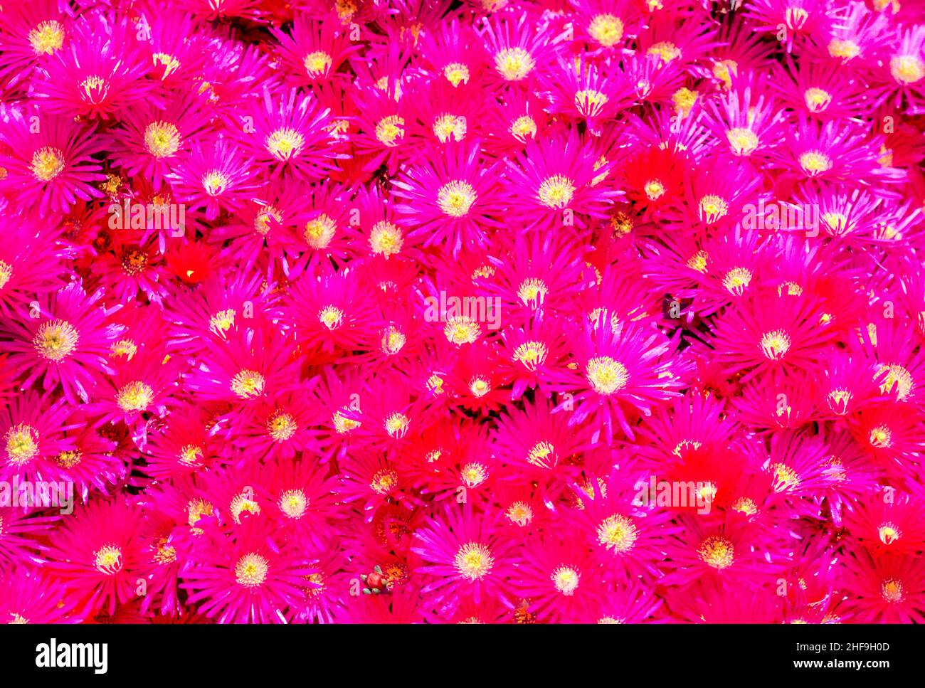 Delosperma cooperi (syn. Mesembrianthemum cooperi), la pianta posteriore di Iceplant, pianta di ghiaccio dura o tappeto rosa è una pianta perenne nana originaria del sud A. Foto Stock