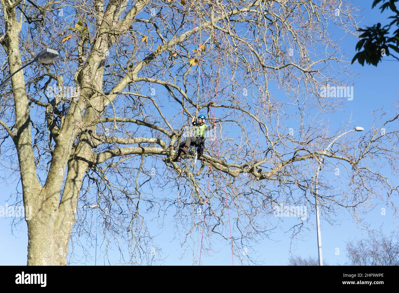 Tauranga nuova Zelanda - Luglio 2 2028; Arborist alto in albero assicurato da funi di discesa facendo il suo lavoro. Foto Stock