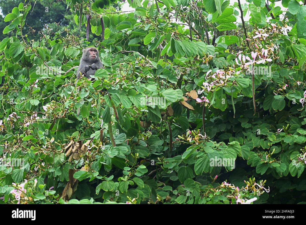 Macaco di roccia di Formosan sull'albero. Foto Stock