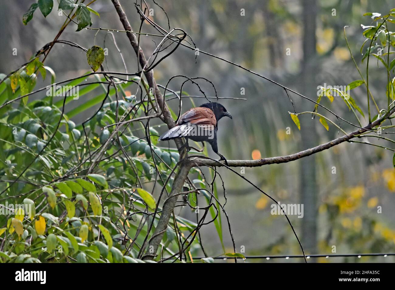 Fagiano di corvo - Centropus sinensis Foto Stock