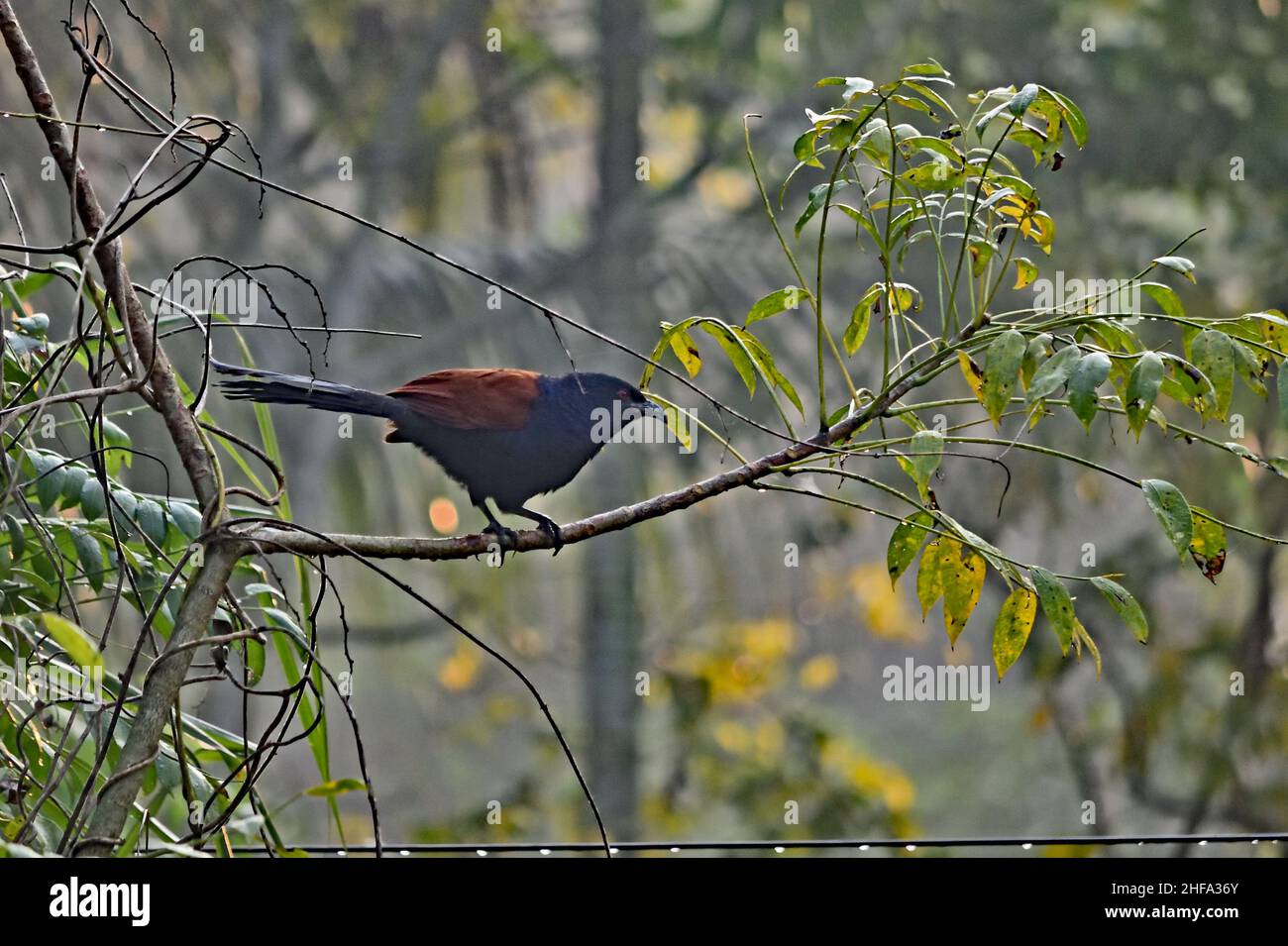 Fagiano di corvo - Centropus sinensis Foto Stock