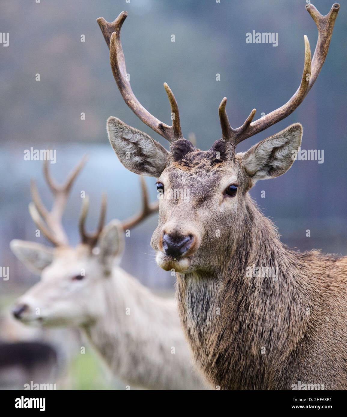 Baruth, Germania. 13th Jan 2022. Un cervo marrone e un cervo rosso bianco si trovano vicino al sentiero in un prato. Il colore bianco del cervo rosso è raro ed è causato da un gene recessivo nel materiale genetico di alcuni animali. Il parco nel distretto di Klasdorf è stato fondato nel 1997, è gestito privatamente ed è sede di circa 250 animali europei su una superficie di circa 100 ettari. Credit: Soeren Stache/dpa-Zentralbild/ZB/dpa/Alamy Live News Foto Stock