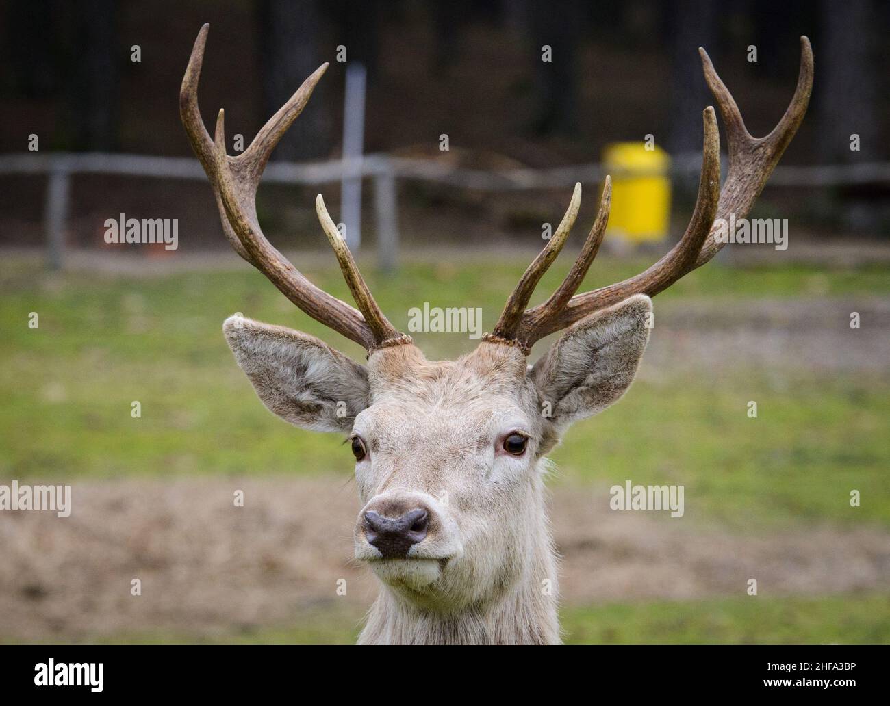 Baruth, Germania. 13th Jan 2022. Un cervo rosso bianco si trova vicino al sentiero in un prato. Il colore bianco del cappotto nei cervi rossi è raro ed è causato da un gene recessivo nel materiale genetico di alcuni animali. Il parco nel distretto di Klasdorf è stato fondato nel 1997, è a conduzione privata e ospita circa 250 animali europei su una superficie di circa 100 ettari. Credit: Soeren Stache/dpa-Zentralbild/ZB/dpa/Alamy Live News Foto Stock