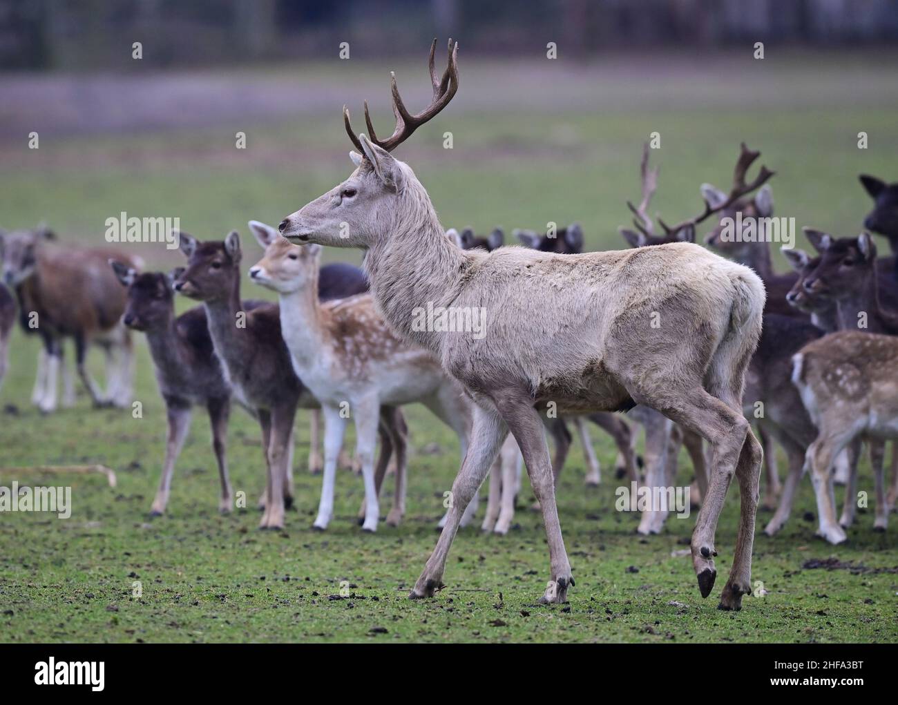 Baruth, Germania. 13th Jan 2022. Un cervo rosso bianco si erge vicino al sentiero in un prato accanto a daini e mufloni. Il colore bianco del cappotto nei cervi rossi è raro ed è causato da un gene recessivo nel materiale genetico di alcuni animali. Il parco nel distretto di Klasdorf è stato fondato nel 1997, è gestito privatamente ed è sede di circa 250 animali europei su una superficie di circa 100 ettari. Credit: Soeren Stache/dpa-Zentralbild/ZB/dpa/Alamy Live News Foto Stock