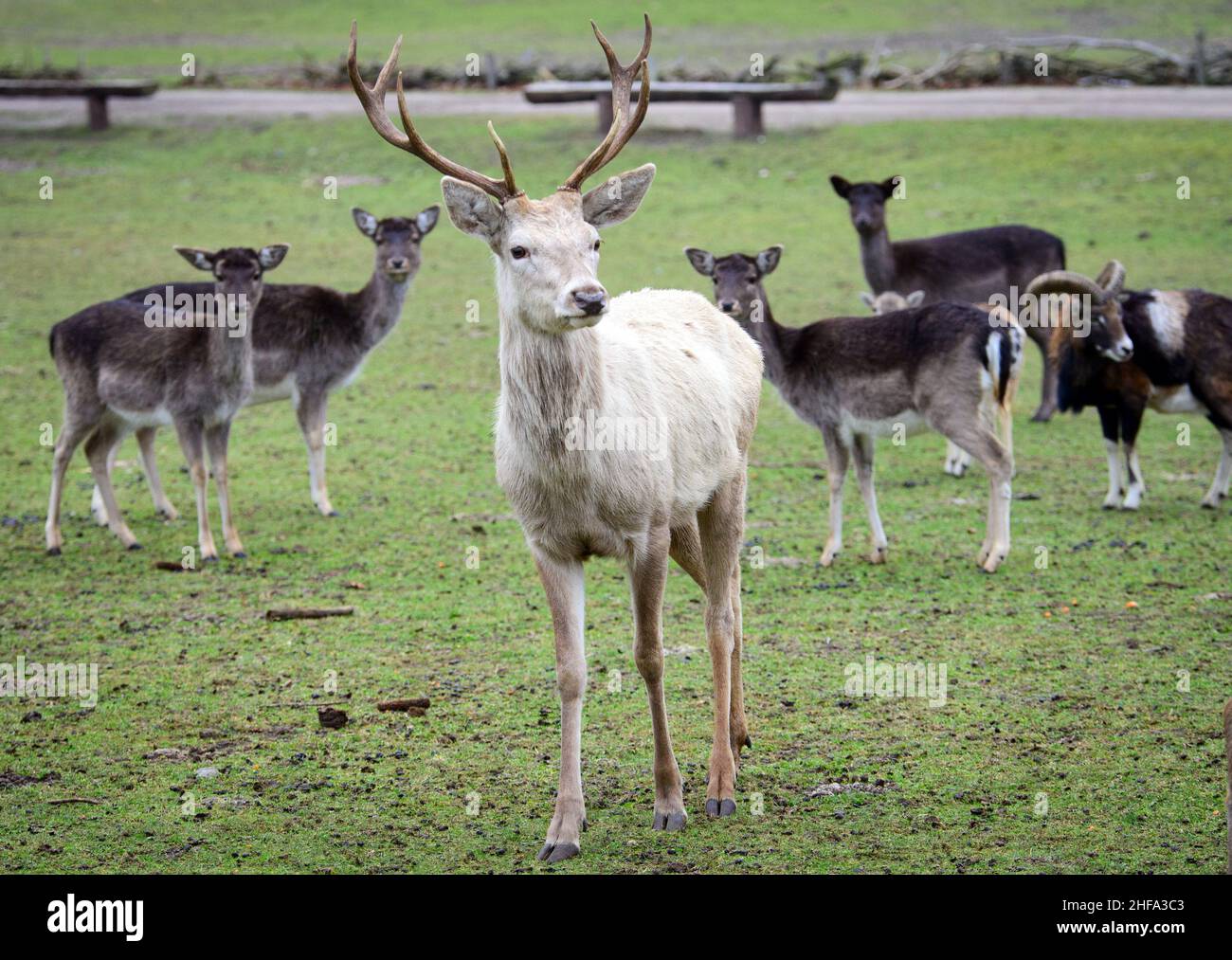 Baruth, Germania. 13th Jan 2022. Un cervo rosso bianco si erge vicino al sentiero in un prato accanto a daini e mufloni. Il colore bianco del cappotto nei cervi rossi è raro ed è causato da un gene recessivo nel materiale genetico di alcuni animali. Il parco nel distretto di Klasdorf è stato fondato nel 1997, è gestito privatamente ed è sede di circa 250 animali europei su una superficie di circa 100 ettari. Credit: Soeren Stache/dpa-Zentralbild/ZB/dpa/Alamy Live News Foto Stock