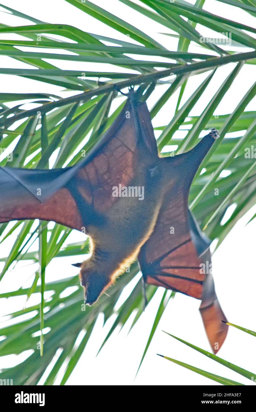Volpe volante indiano - Pteropus medius Foto Stock