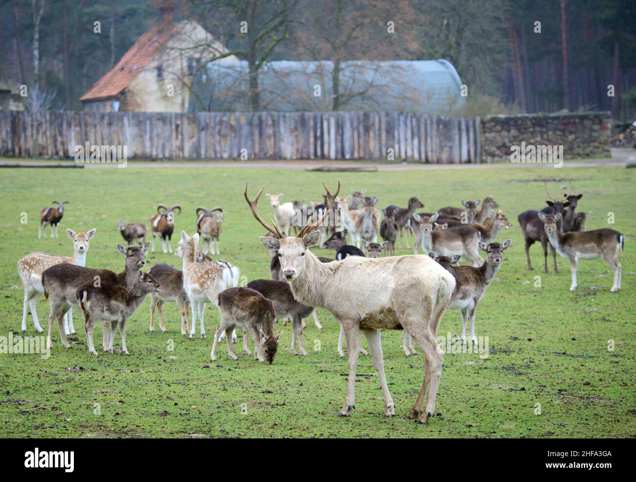 Baruth, Germania. 13th Jan 2022. Un cervo rosso bianco si erge vicino al sentiero in un prato accanto a daini e mufloni. Il colore bianco del cappotto nei cervi rossi è raro ed è causato da un gene recessivo nel materiale genetico di alcuni animali. Il parco nel distretto di Klasdorf è stato fondato nel 1997, è gestito privatamente ed è sede di circa 250 animali europei su una superficie di circa 100 ettari. Credit: Soeren Stache/dpa-Zentralbild/ZB/dpa/Alamy Live News Foto Stock