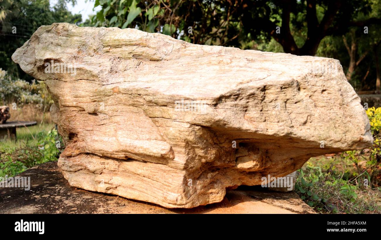 Legno fossile, legno pietrificato sono fossili di legno che si sono trasformati in pietra attraverso il processo di permineralizzazione. Foto Stock