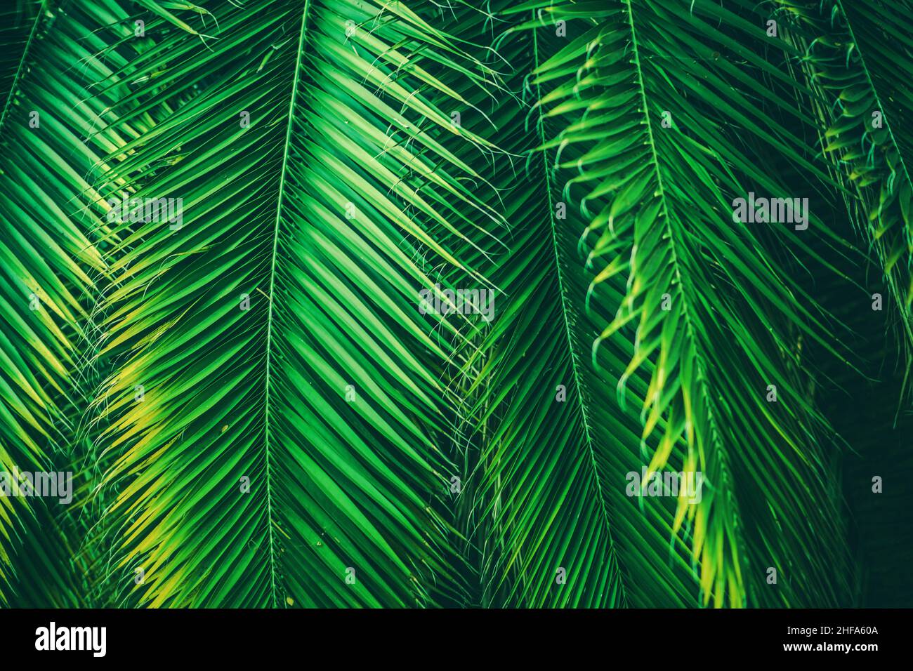 Foglie di palma naturali sfondo. Sfondo tropicale a foglia verde. Foto Stock