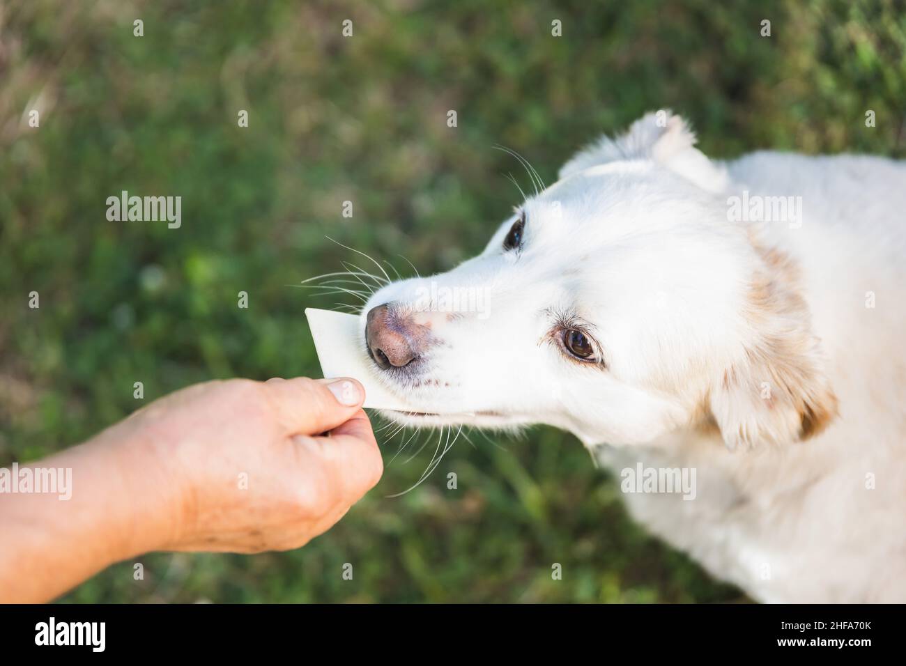 Il cane anziano viene nutrito con uno spuntino in pelle di patina. Concetto di alimenti per animali domestici. Foto Stock