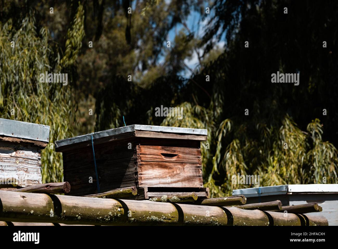 Le api da miele volano davanti al loro alveare di legno. Foto Stock