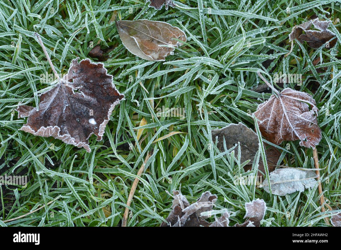 Gelo acuto del hoar sopra un certo erba lunga e le foglie generano una texture interessante. Foto Stock