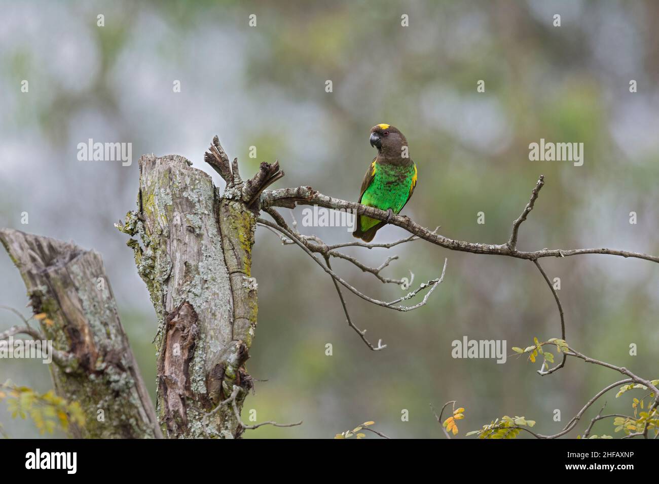Ritratto di pappagallo di un Meyer su un posatoio pulito vicino al suo sito di nidificazione in un buco di albero Foto Stock