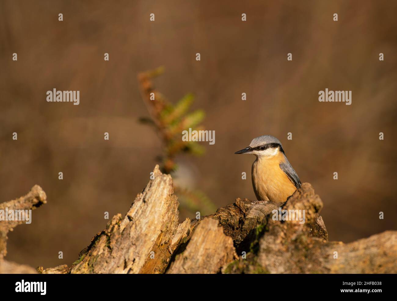 Eurasian Nuthatch, Sitta europaea, cerca cibo, fine inverno in un bosco del Sussex Foto Stock