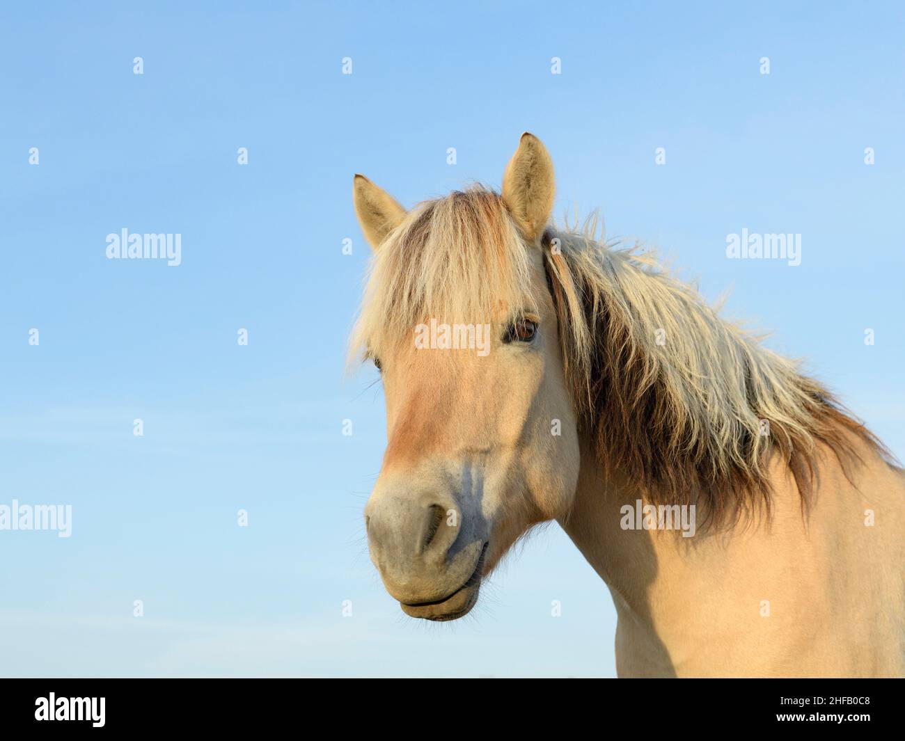 Fiordo norvegese cavallo Foto Stock