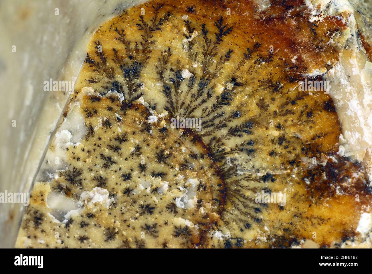 Dendriti di ossido di manganese che crescono in una spaccatura di roccia calcarea da vicino. Depositare la Russia Foto Stock
