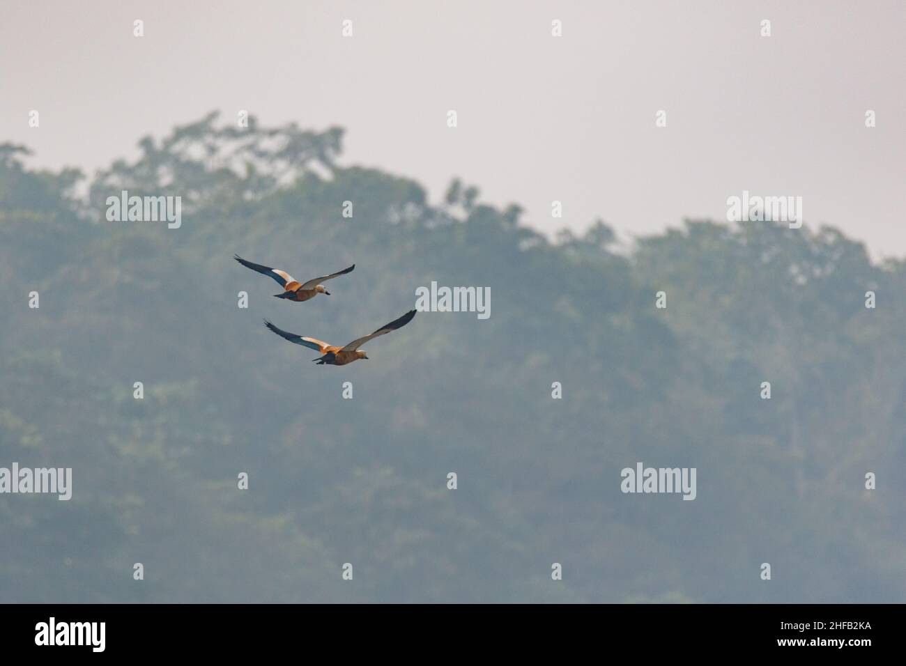 Flying Ruddy ShelDucks - Patihani, Narayani, Regione di sviluppo Centrale, Nepal (NP) Foto Stock
