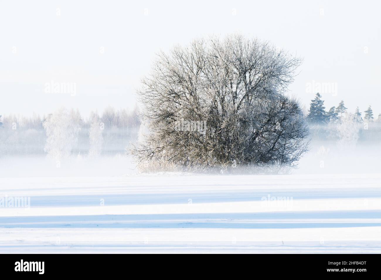 Un paesaggio invernale da sogno con un bush solitario in una fredda mattinata in Estonia, Nord Europa. Foto Stock