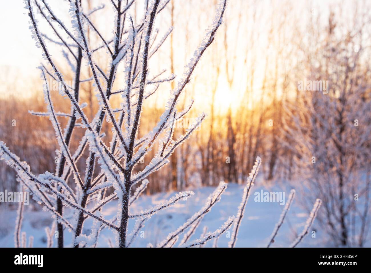 Piccolo albero ricoperto di fitta brina durante un'alba veramente fredda in Estonia, Nord Europa. Foto Stock