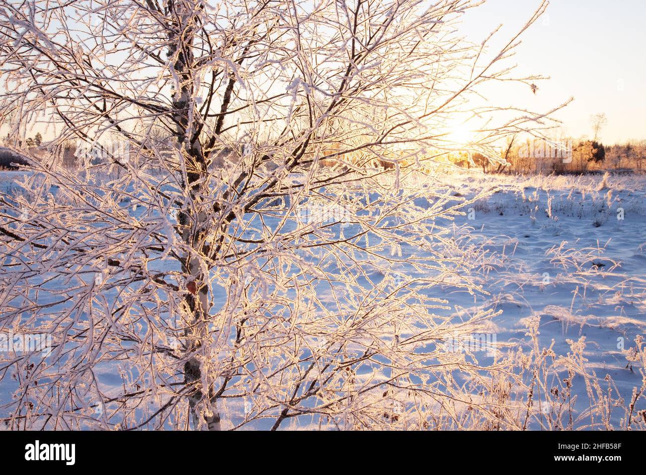 Piccolo albero ricoperto di fitta brina durante un'alba veramente fredda in Estonia, Nord Europa. Foto Stock